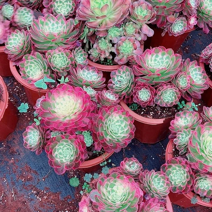 海鲜二加仑多肉植物大战