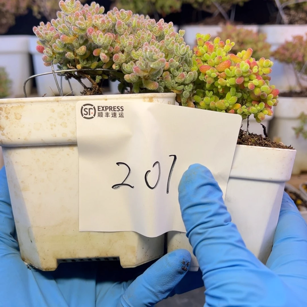 大冰晶蜜橘201➕小惊喜