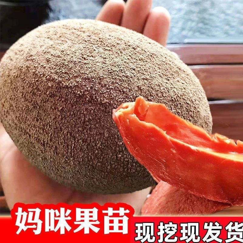 带土带叶妈咪果苗马潘婷果树苗种植庭院阳台盆栽种植地栽当年结果