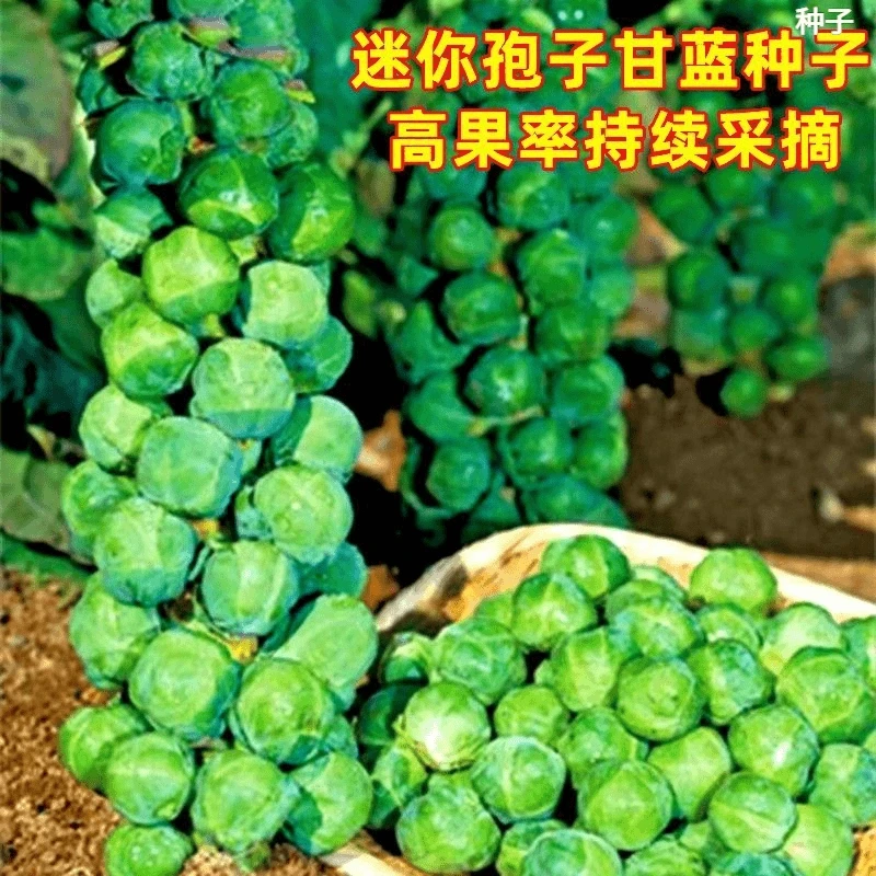 抱子甘蓝孢子甘蓝菜种子苗蔬菜种籽高果率小包菜卷心蔬菜四季种子