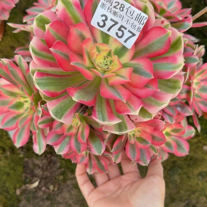 3757女巫多肉植物