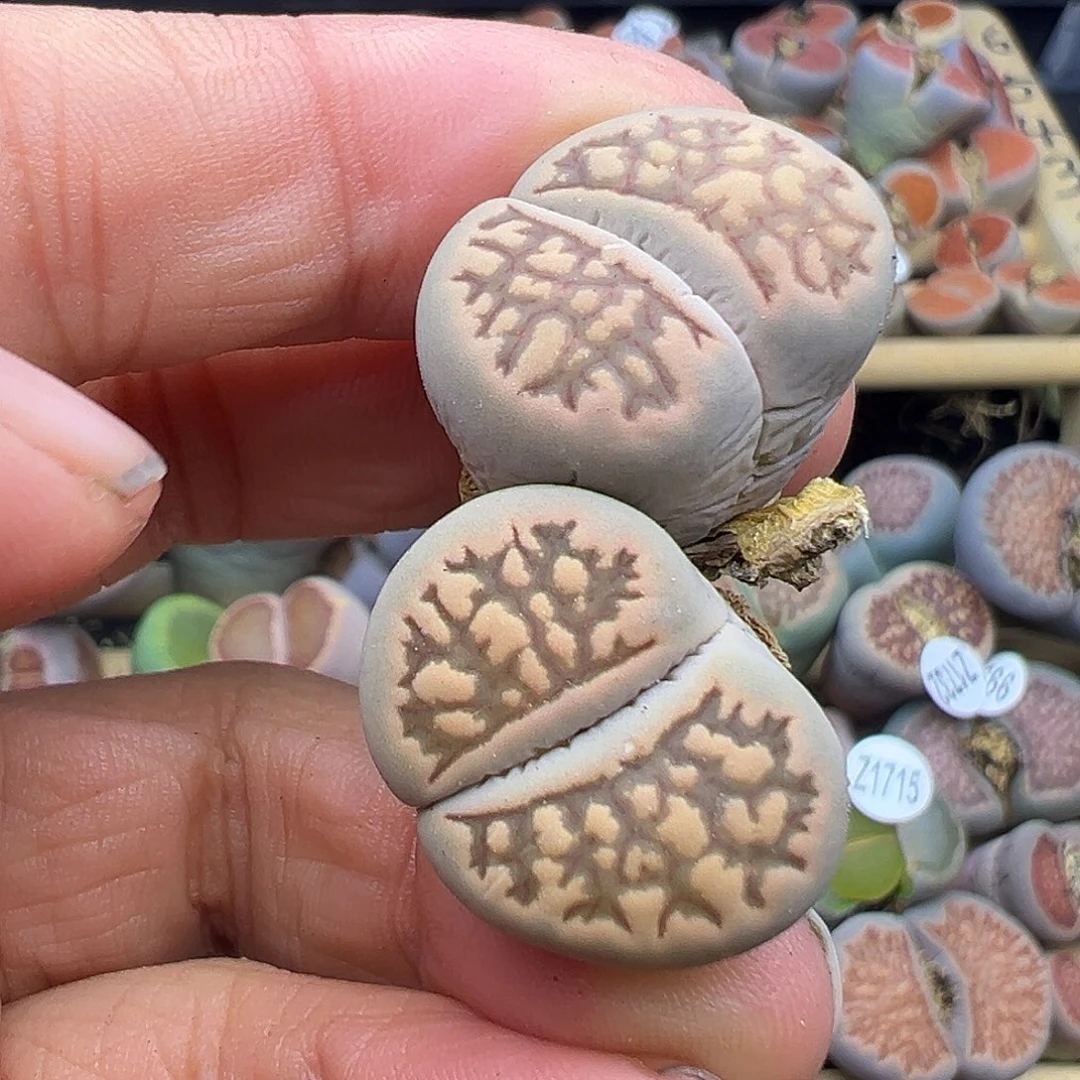 1743 部分有伤长腿生石花清货不售后