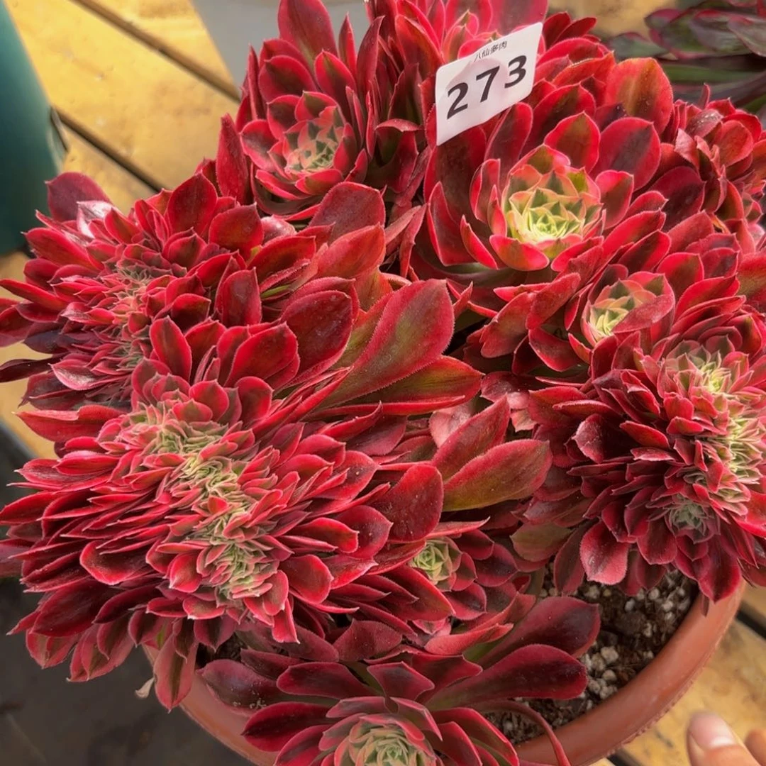 273多肉植物女巫缀