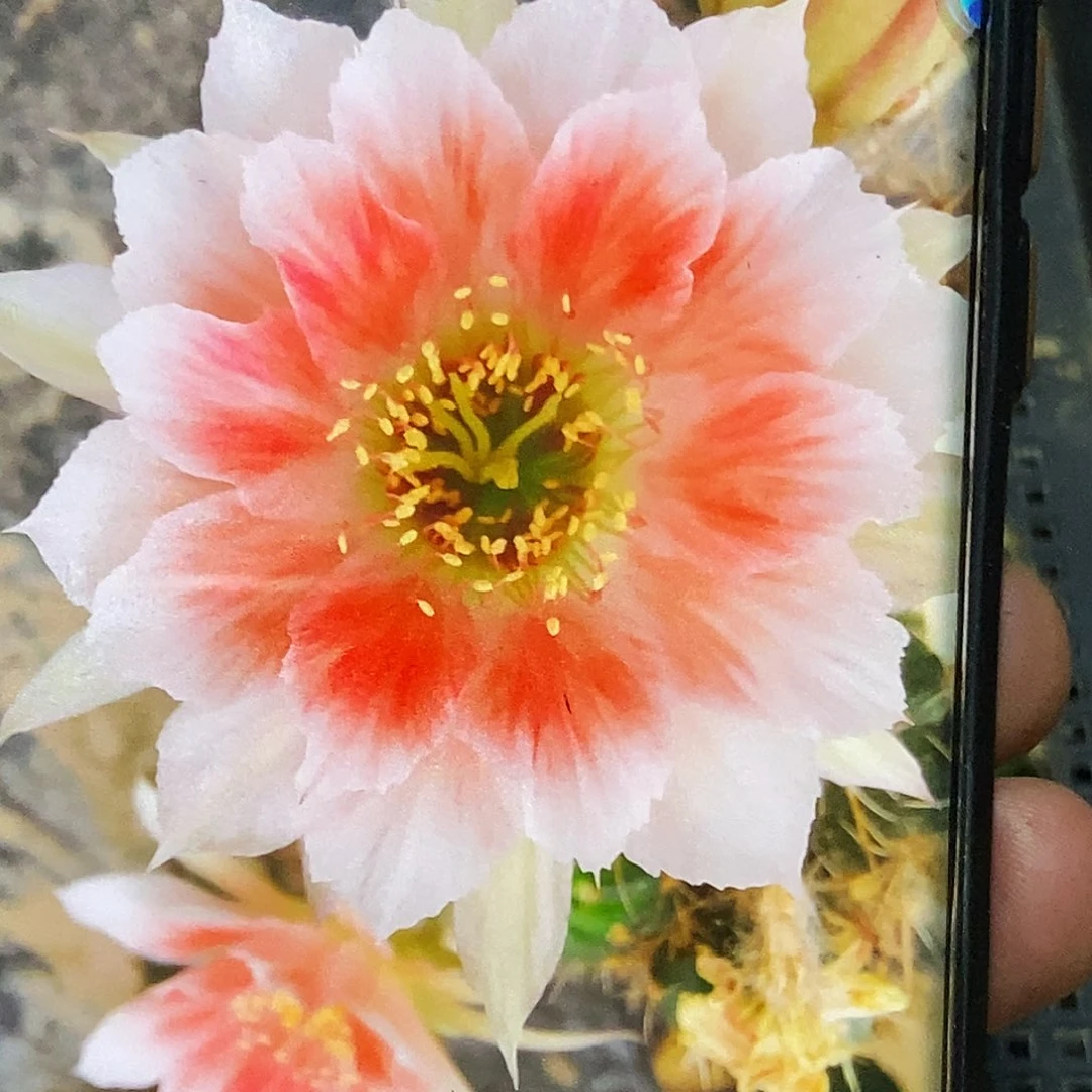 丽 甜心侧芽歪20包邮/4–5公分