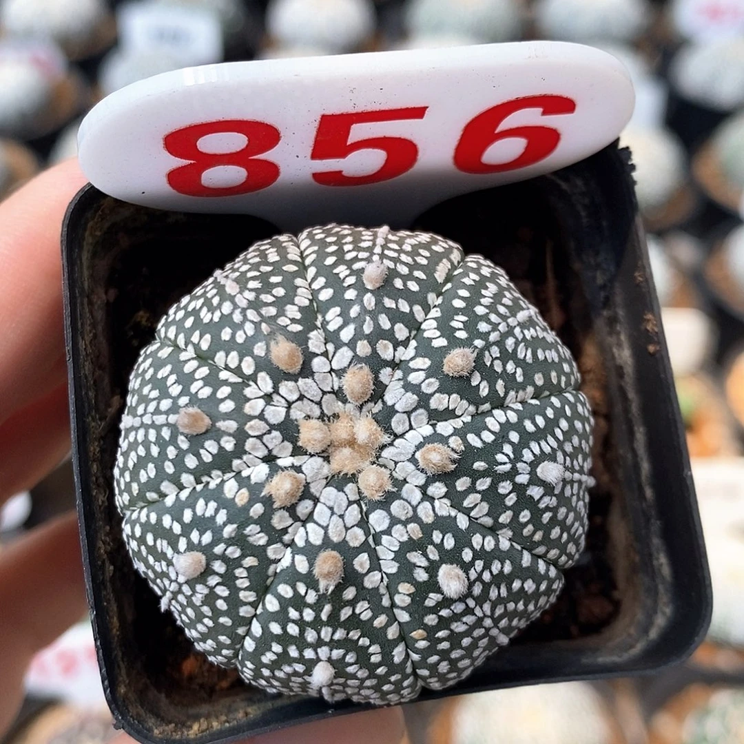 856奇迹兜系列的产品