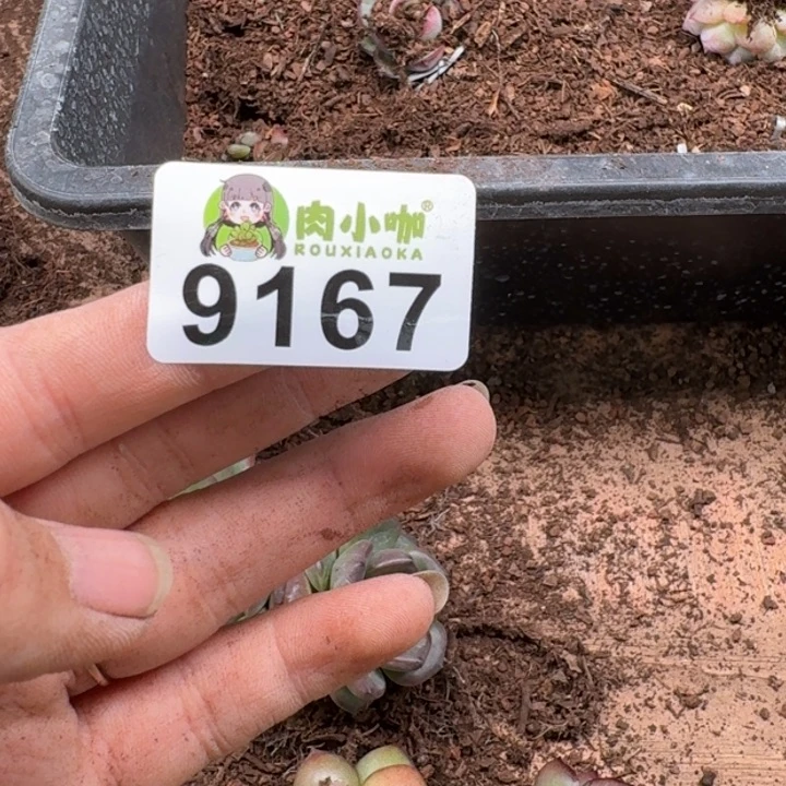 当前无花朵，栽培后可花朵得****嘻多肉植物多肉植物