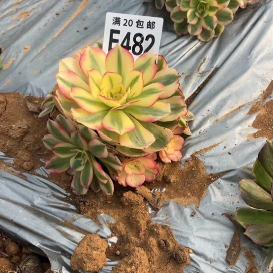 斈***仔482荔枝法师不包断枝