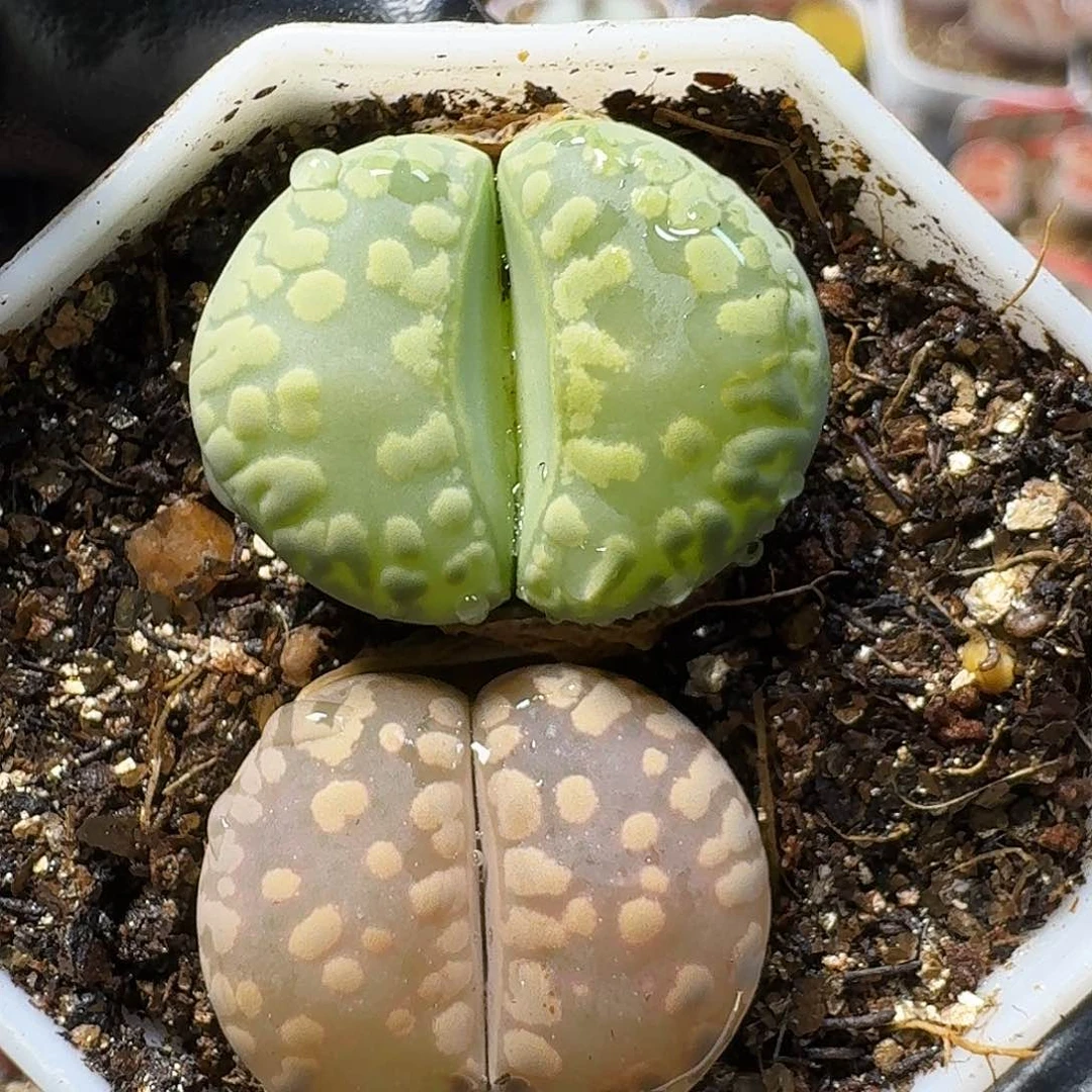 生石花等植物1111111。  231
