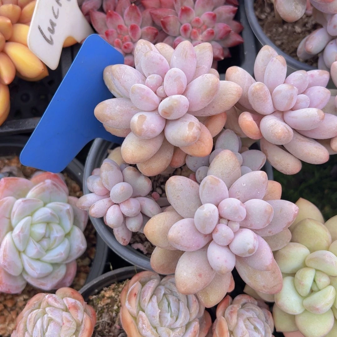 香玉的故事是一个人的故事