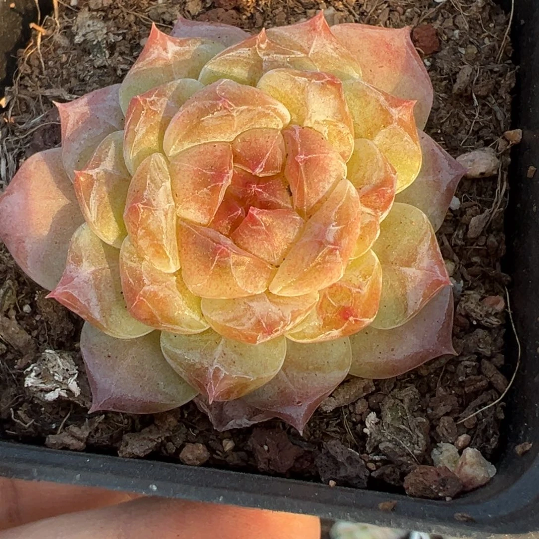 小卡拉米糖心一物一拍16-16