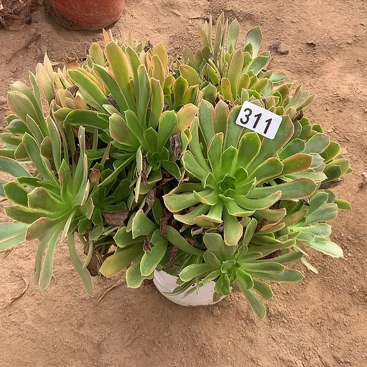 无花朵311拿家女王多肉植物