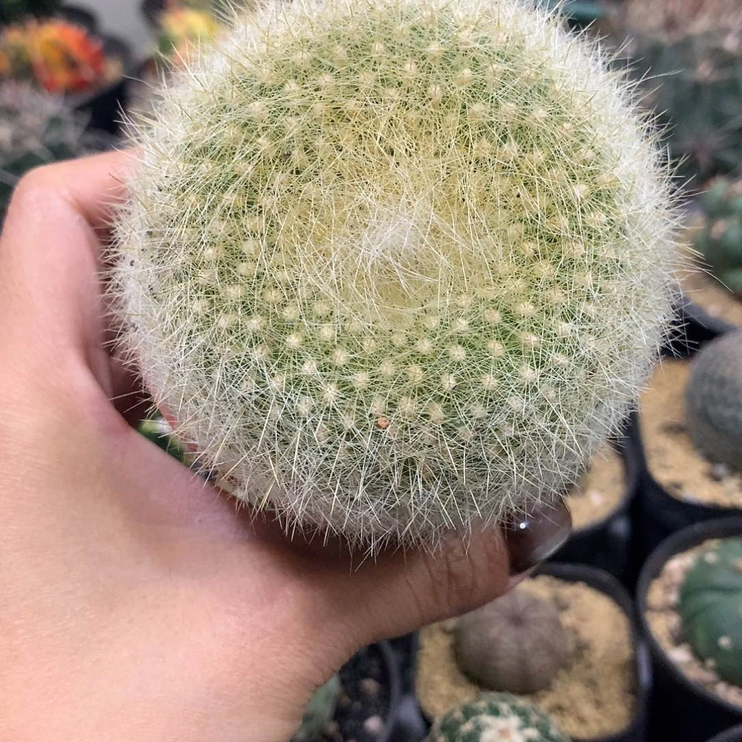 实生根金雪光开红花