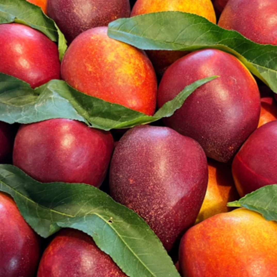 【优选鲜果】麻脸油桃｜500g山东省