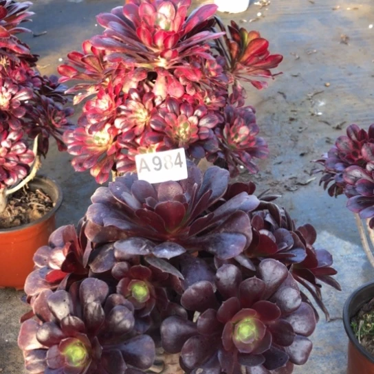 法师多肉植物ℳ****法师984