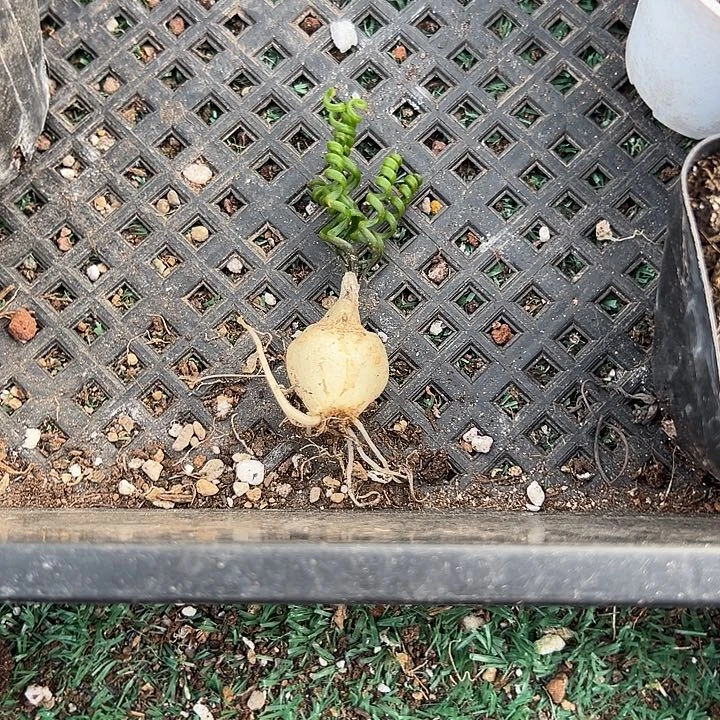 岁****钢丝弹簧草，一物一拍