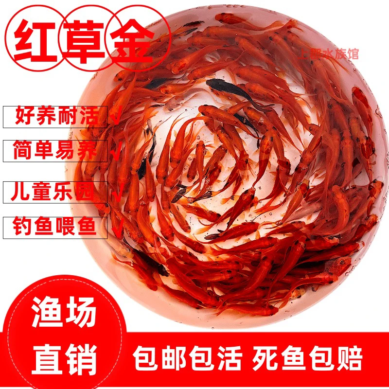 好养 冷水鱼 火焰红草金鱼 5-7公分 保底25条 不指定颜色