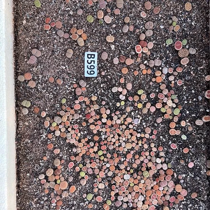 599生石花整筐脱土发货