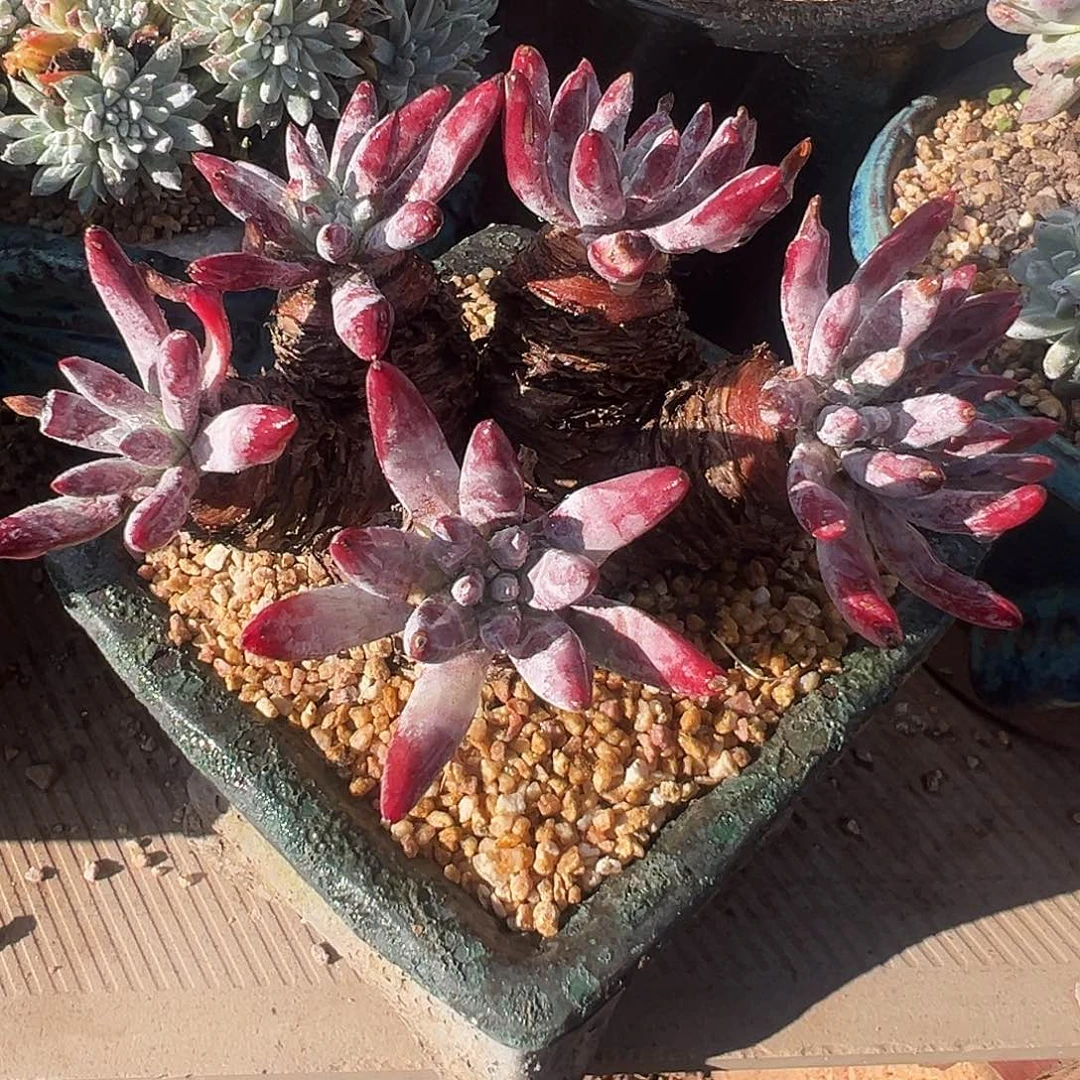 6176野生海瑟仙女杯多肉