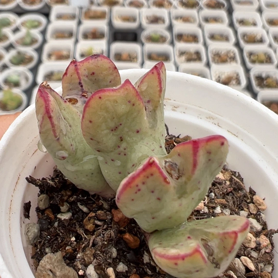 99多肉植物百科知识