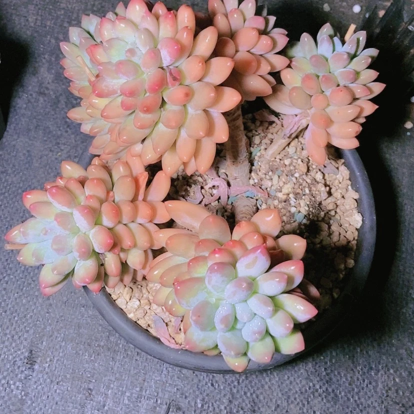 【闪购商品】?***?1757