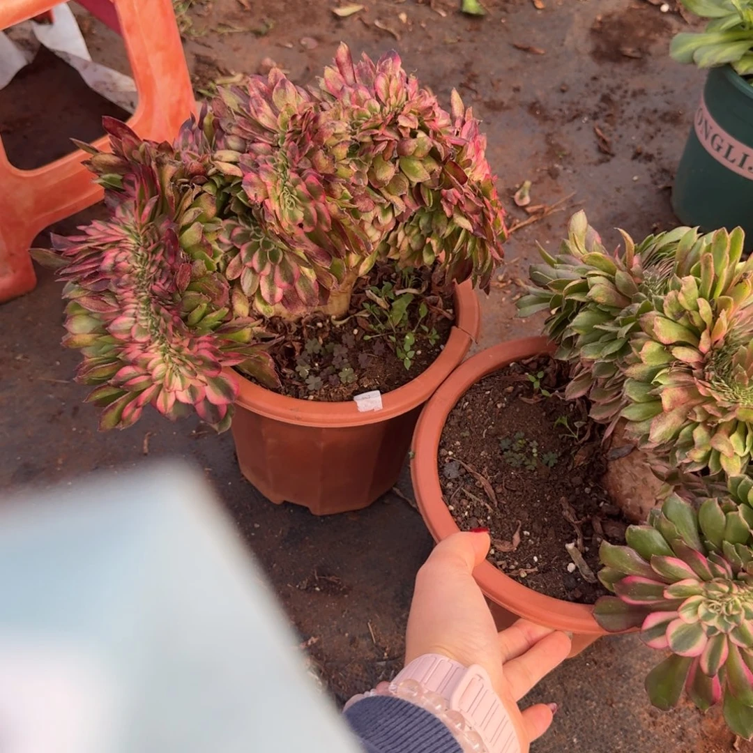 281荔枝两颗缀化多肉植物满28包邮