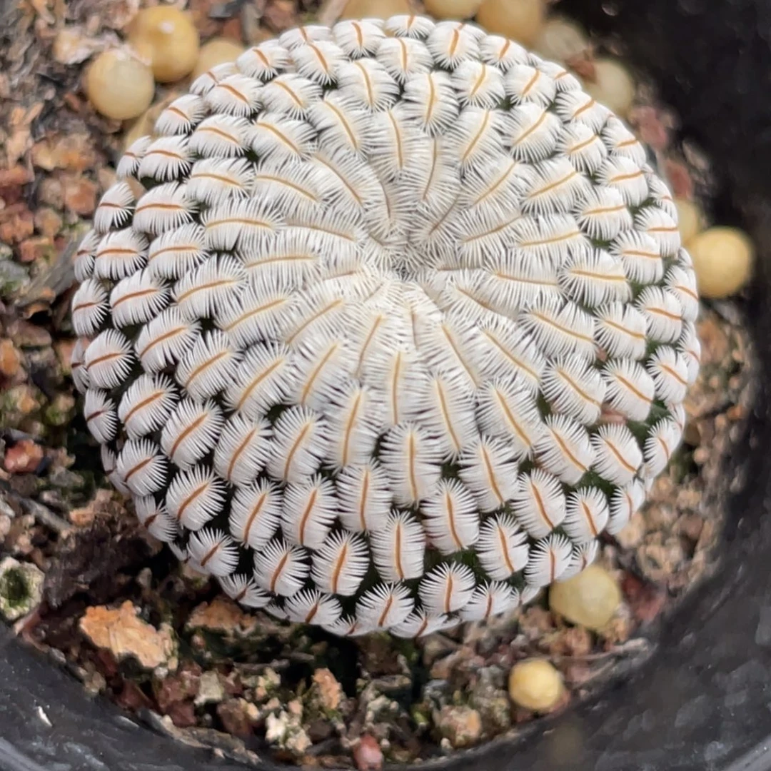 白斜子一物一拍3.1