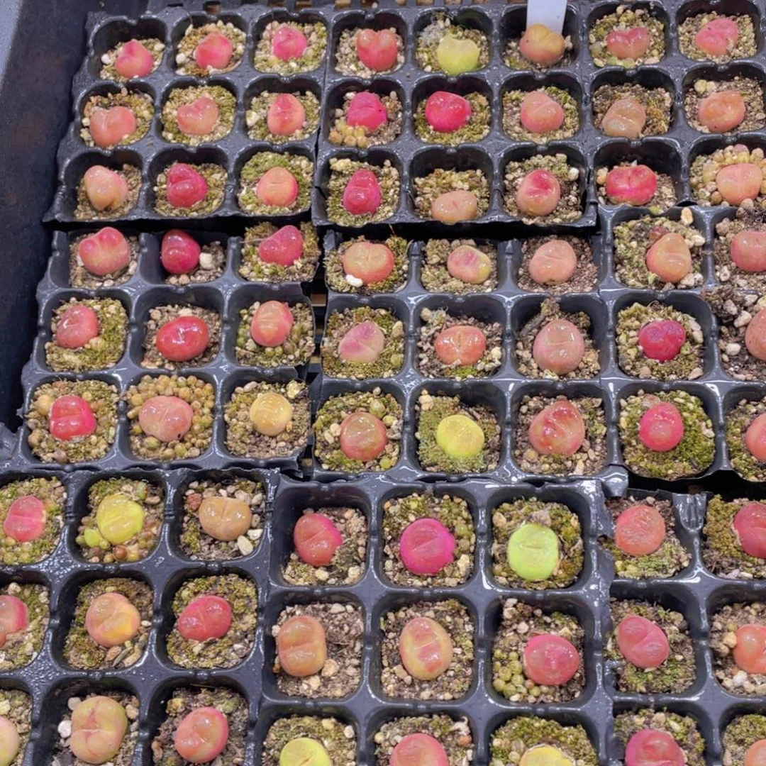 量拍13号 六年全状态毛汉尼九个