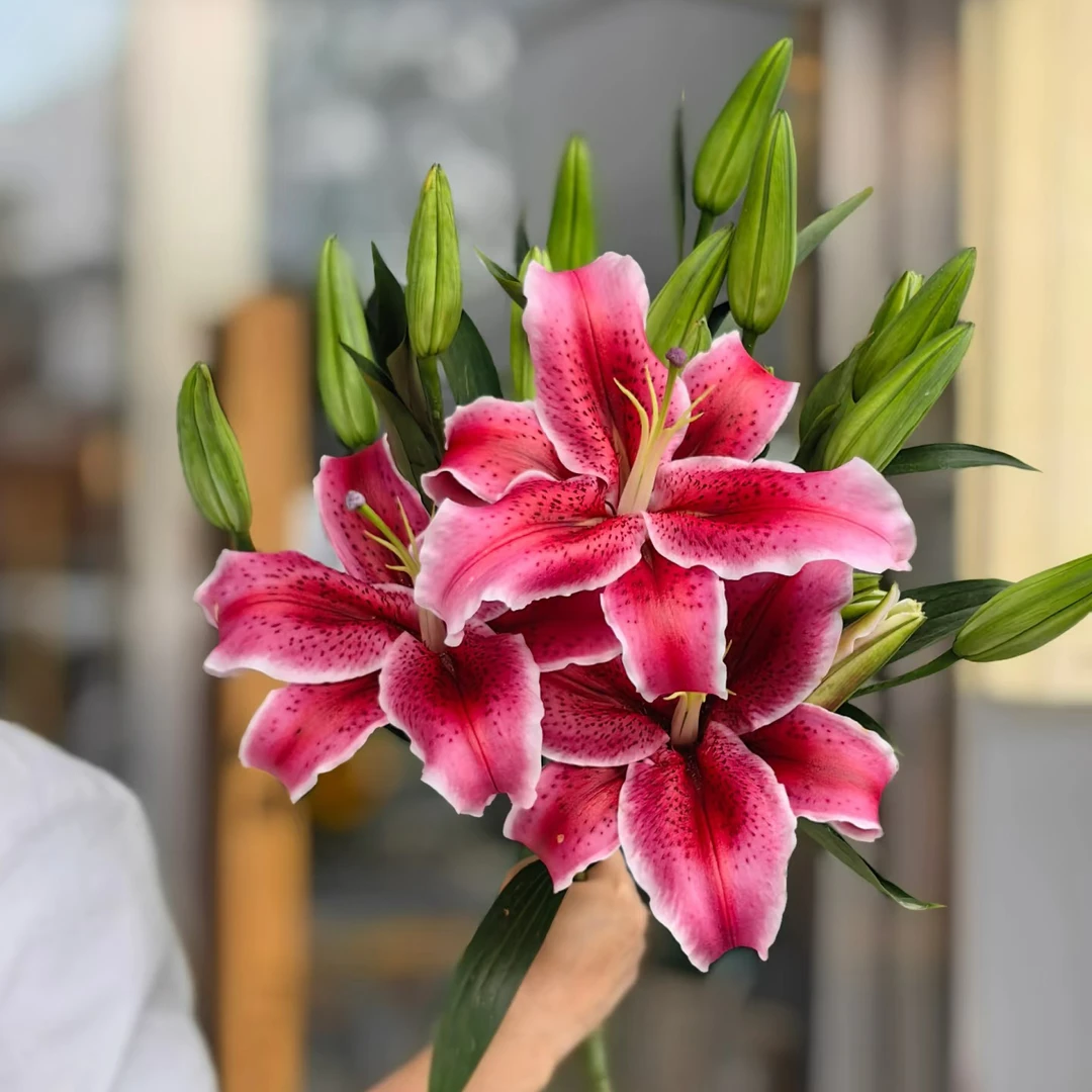 黑美人单瓣百合种球浓香型OT系列云南基地直发耐寒耐热（年后开花）