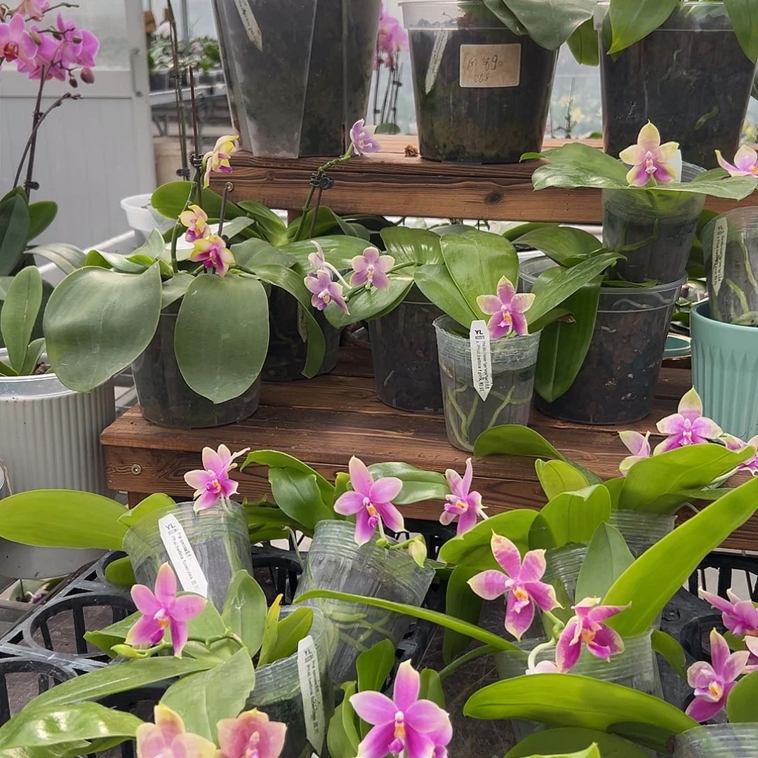 完全开放白老虎➕蓝贝