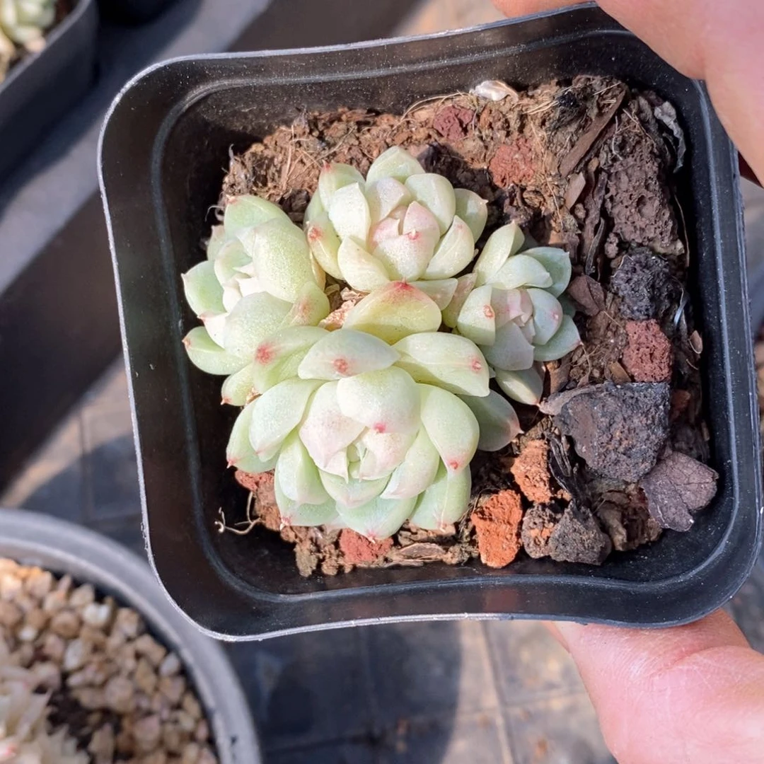 精品多肉一物一拍不包整126