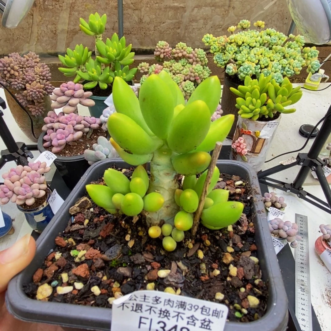 348芒果奶5cm多肉