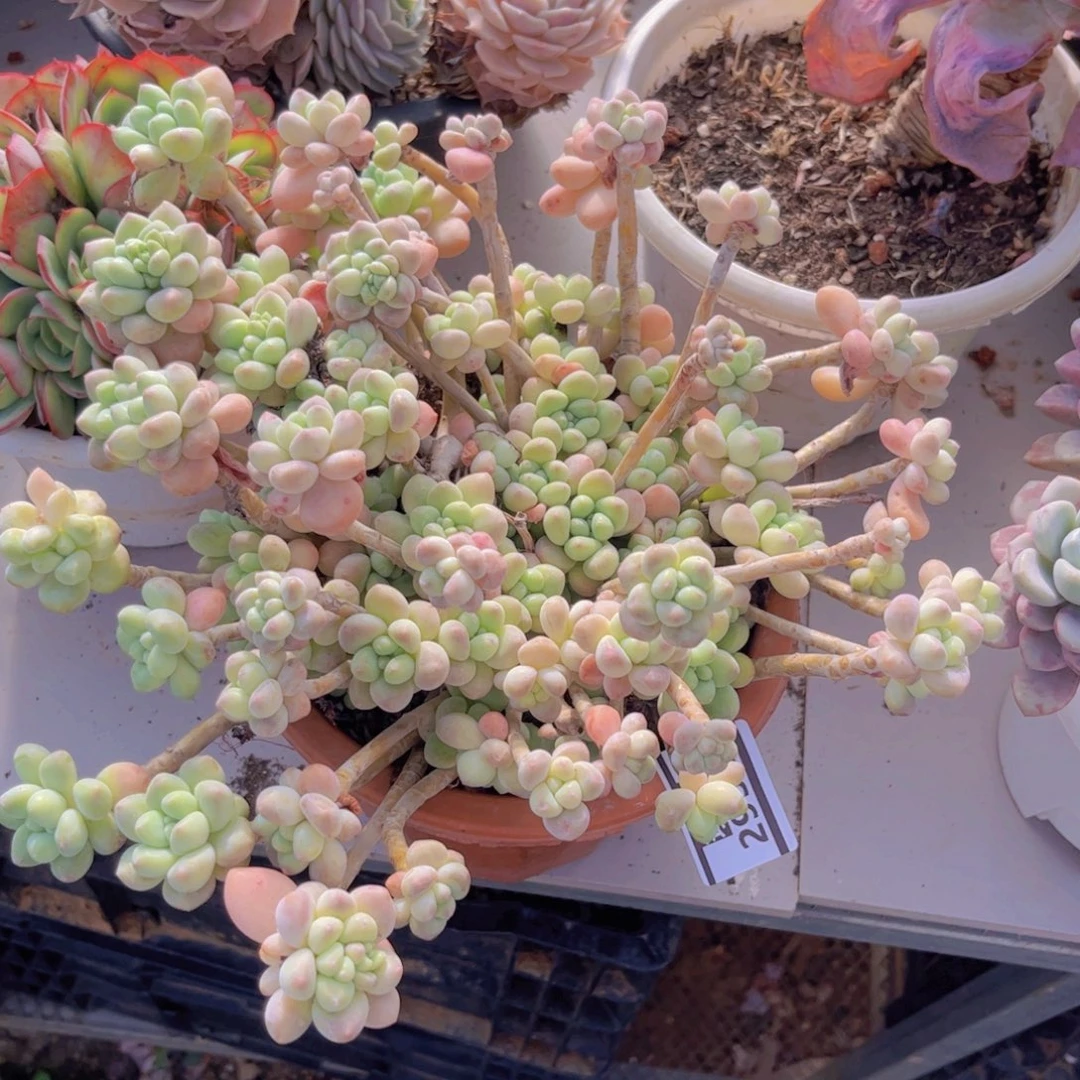 洛神杂2932多肉植物