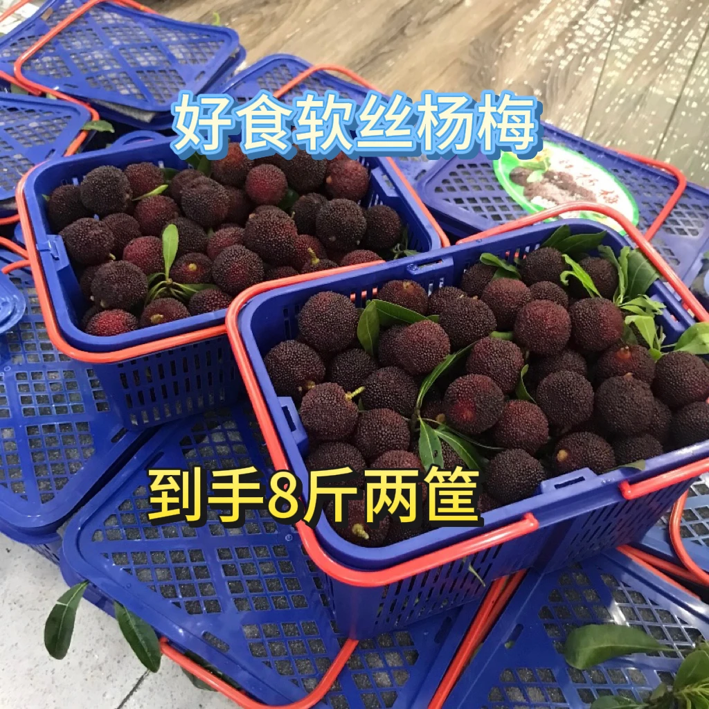 金灶杨梅季现摘乌梅大红杨梅8斤装顺丰包邮（次日达）