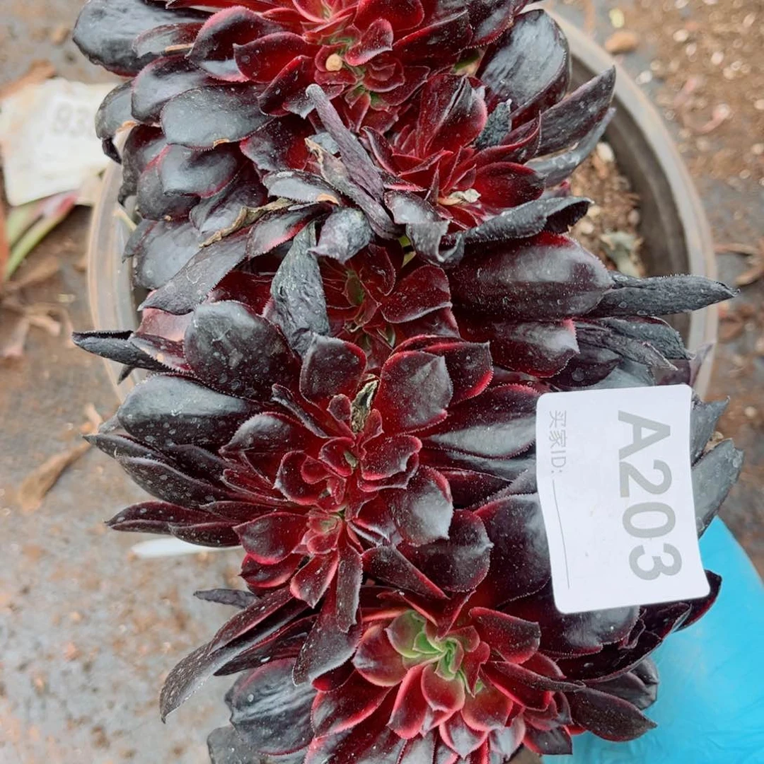 多肉植物203欧嘉莉