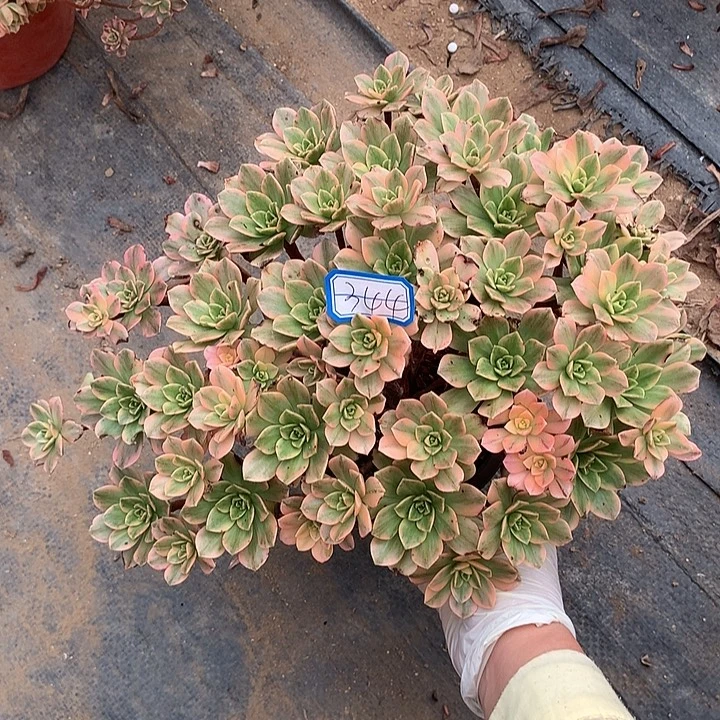 多肉植物甜茶344号