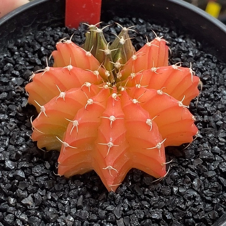 泰系精品米哈（微瑕）—带盆土发货35