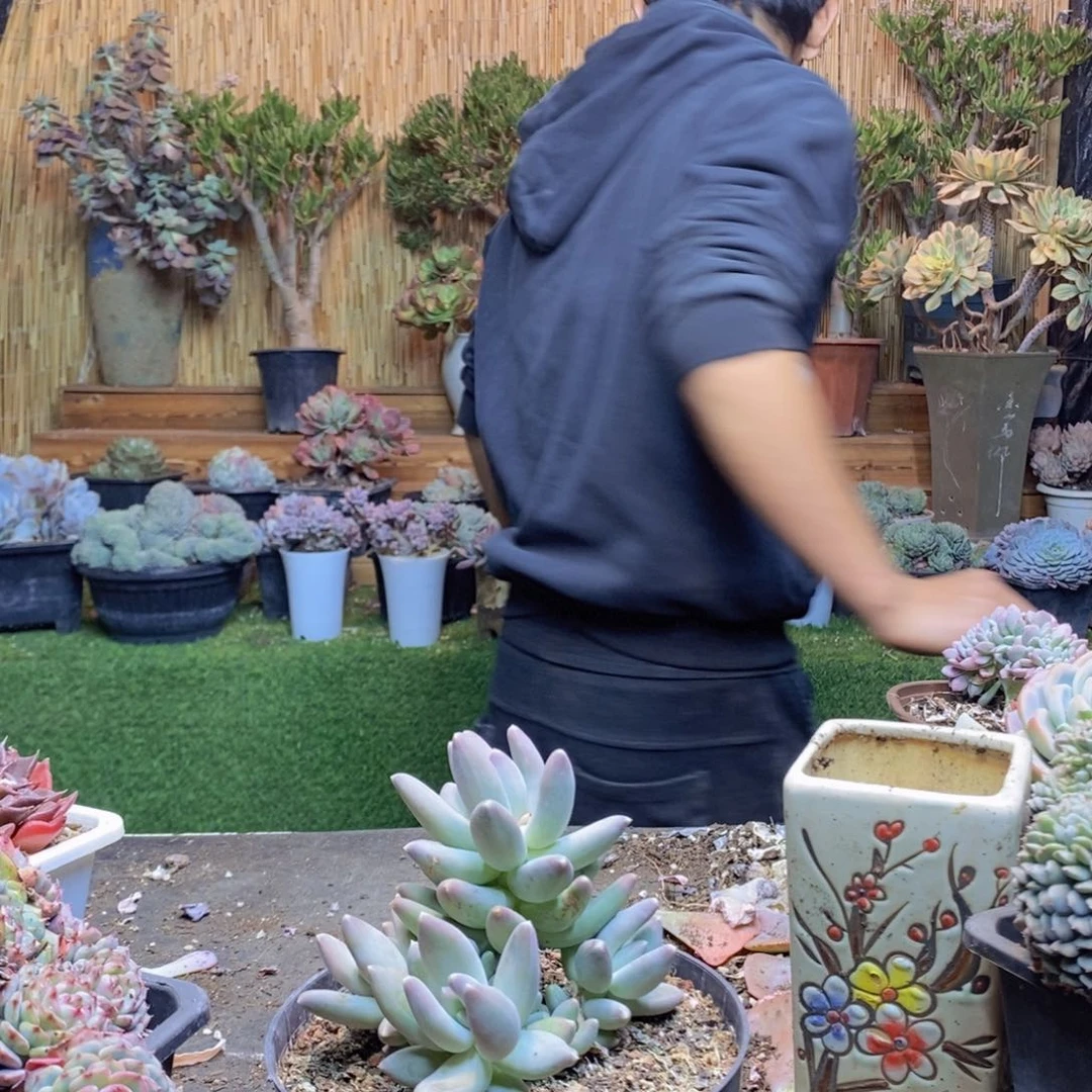 仰*D56号松果美人