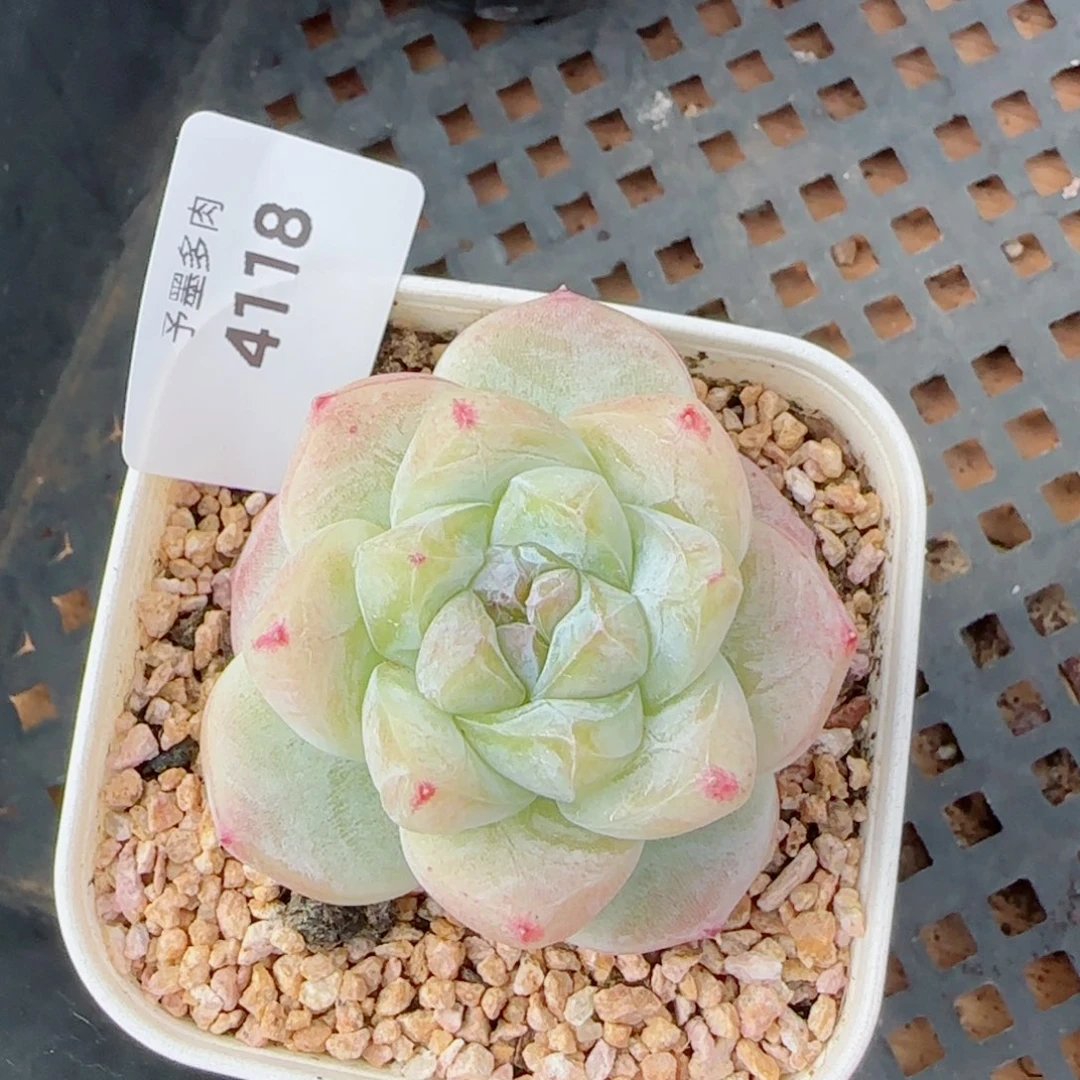 白泽珍妮，4118多肉植物
