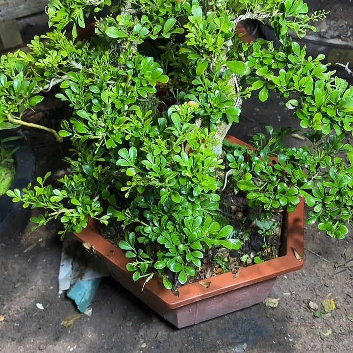 一***r无花朵哈哈哈哈哈