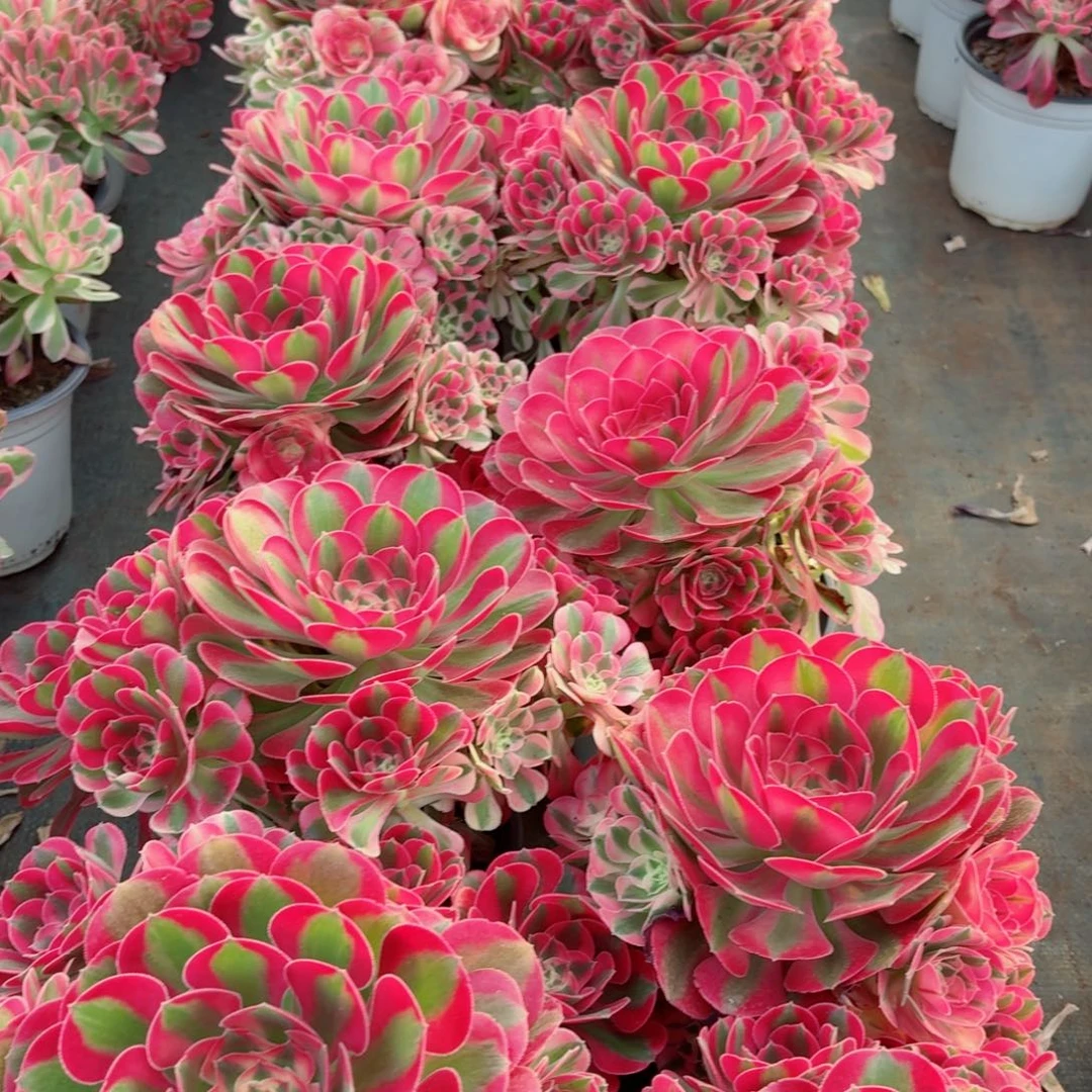 180粉女巫捧花多肉法师量拍一颗