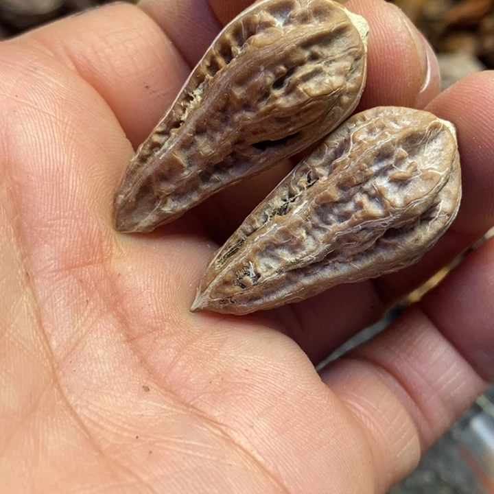 吊坠桃核东北东北特产15