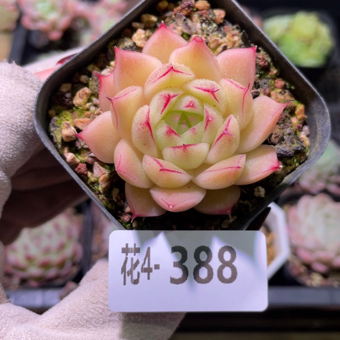 花利美4-388麦秆单头