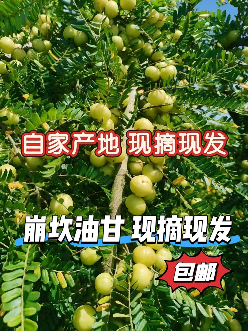 潮汕新鲜当季丙甜崩坎油甘油柑可生吃榨汁煲汤的孕妇水果酸甜回甘