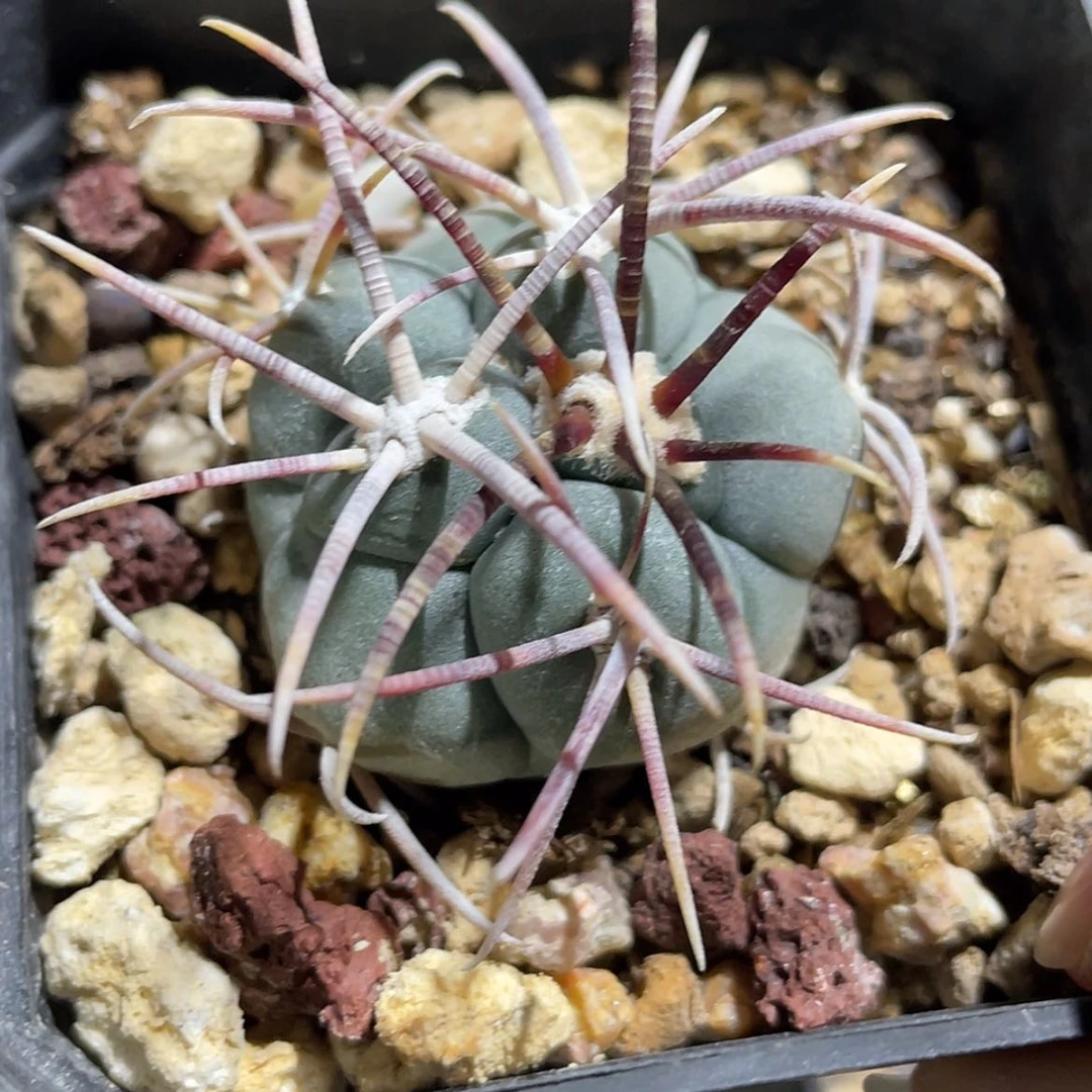 【闪购商品】高木菲冠龙实生6666