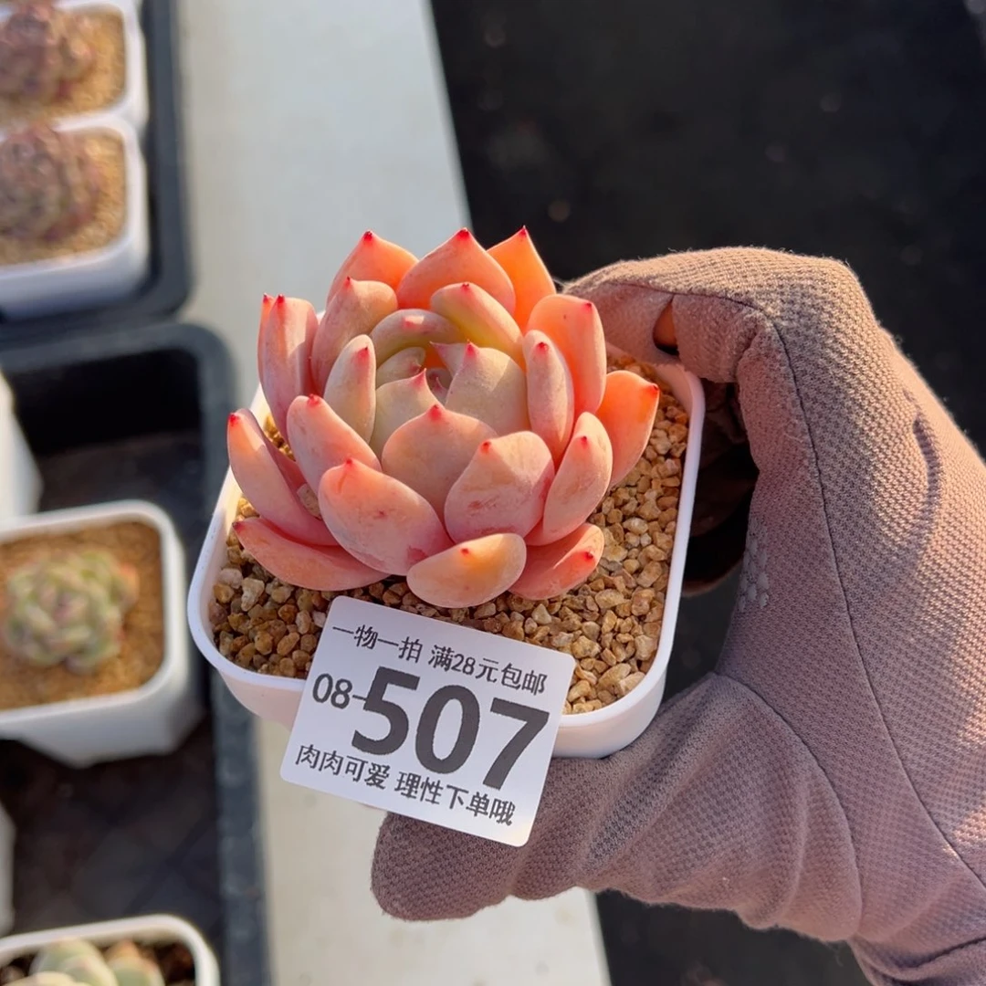 蜜桃多肉多肉多肉多