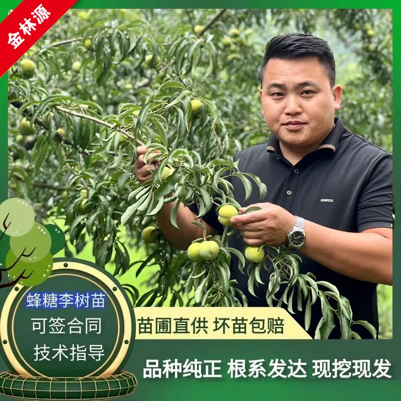 （量大优惠）贵州六马正宗蜂糖李子树苗盆栽地栽一代嫁接苗果树苗