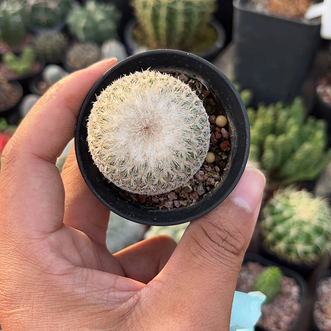 110541一物一拍单头