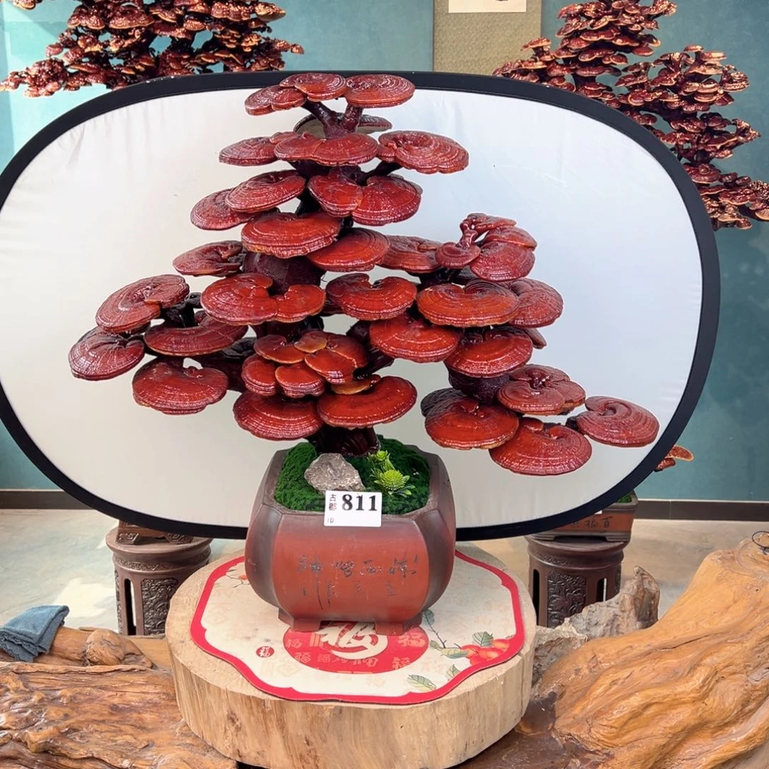 无花朵88888888888