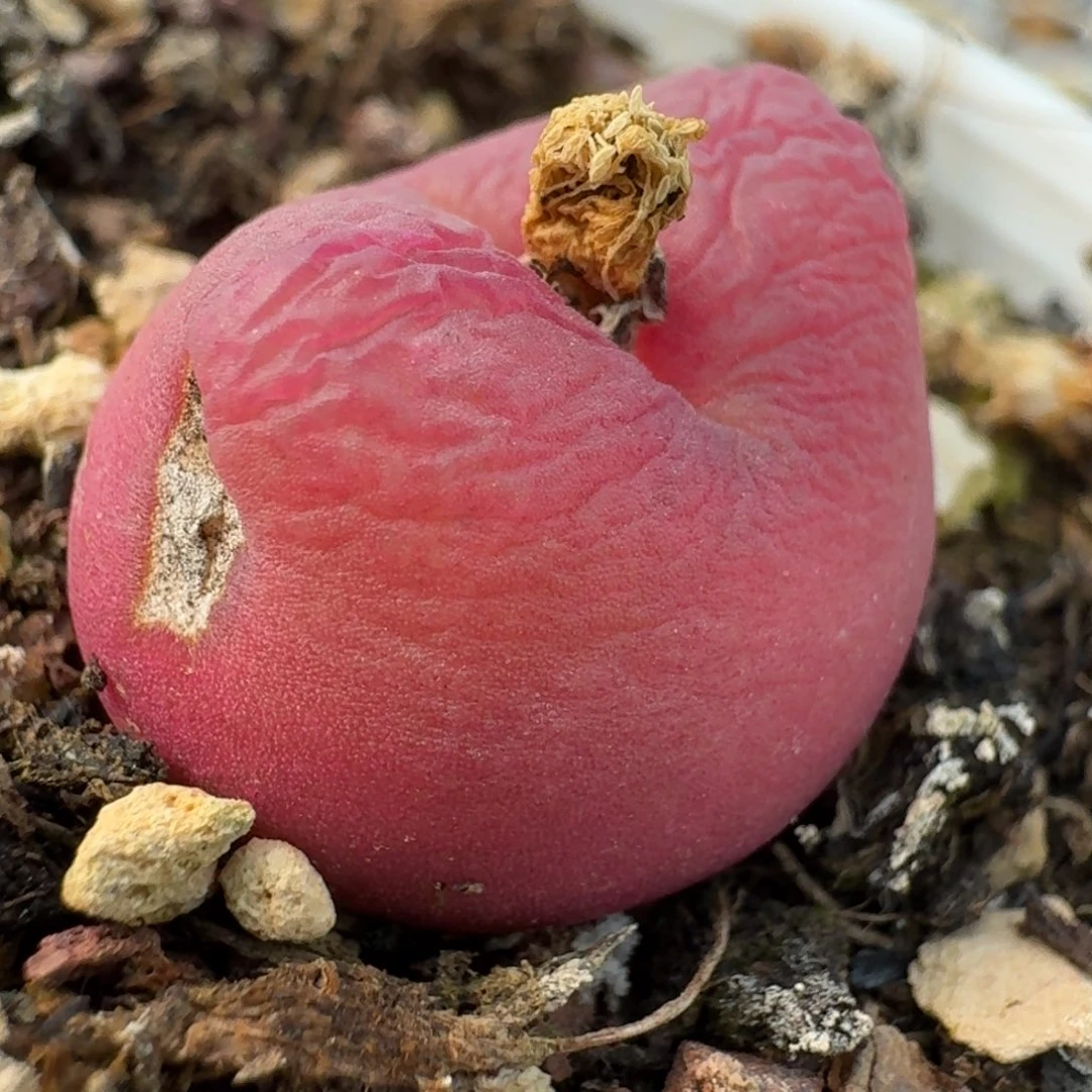 103带盆土发货00000000