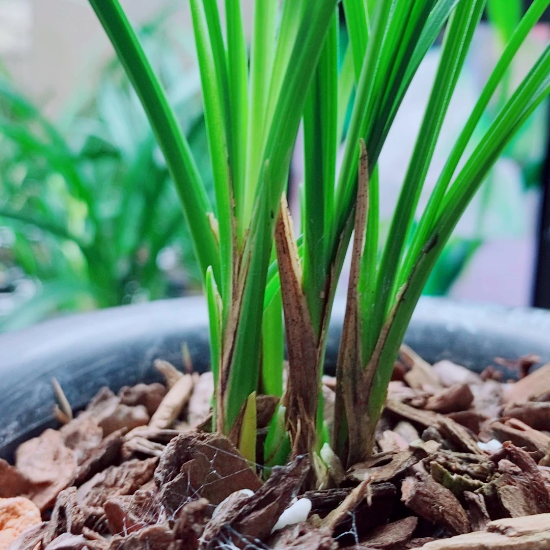 当前无花栽培后可以开花